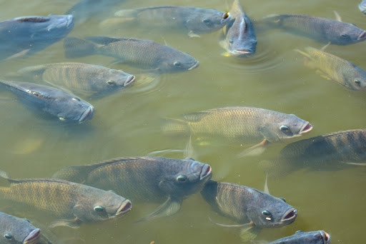 Vùng nuôi cá rô phi ở xã Đoàn Kết có dấu hiệu ô nhiễm